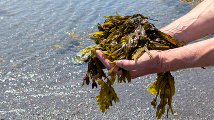 A human holding fresh organic Spiral Wrack (Fucus spiralis) seaweed on the seashore. Concept of healthy nutrient harvest for medical use and food. Copy space © Alena AV
