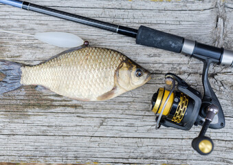 spinning rod and caught crucian carp on the table