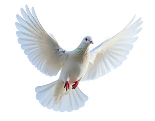 Obraz premium White Dove in Mid-Air Flight with Wings Fully Spread, isolated on transparent background