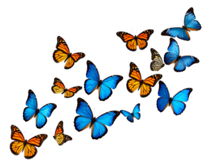 Vibrant Line of Butterflies Flying in Formation, Isolated on Transparent Background