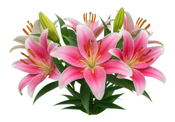 Naklejka premium Pink lily bouquet isolated on transparent background