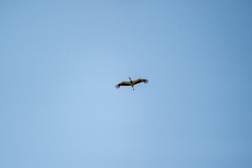 the white stork in flight in the blue sky