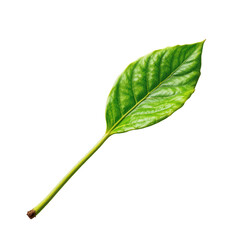 Obraz premium Fresh Green Leaf with Veins Exhibiting Natural Texture and Vibrant Color Isolated on White Background