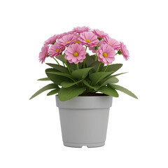 Potted flower isolated on white background