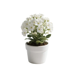 Potted flower isolated on white background