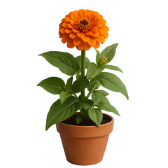 Potted flower isolated on white background