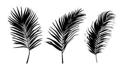 Fototapeta premium Black palm leaves arranged on a isolated white background. Natural palm leaf shadows isolated on white background. Tropical leaf silhouettes on transparent background for design and decoration.
