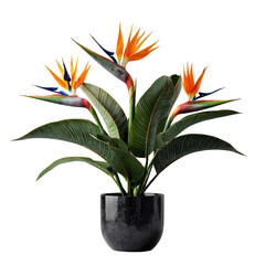 Potted flower isolated on white background