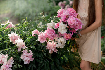 bouquet of  pink flowers peonies in the hands