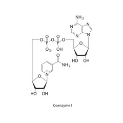 Coenzyme I skeletal structure. NAD⁺ compound schematic illustration. Simple diagram, chemical formula.