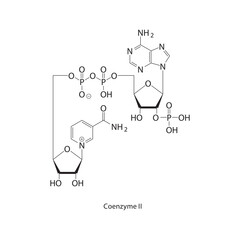 Coenzyme II skeletal structure. NADP⁺ compound schematic illustration. Simple diagram, chemical formula.