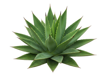 Fototapeta premium Green agave plant with sharp leaves isolated on transparent background