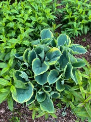 Blue and green Hosta with wavy leaves and streaks in a summer garden. Flower background
