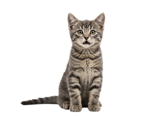 Adorable tabby kitten sitting attentively isolated on transparent background