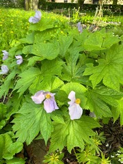 blooming Glaucidium palmatum Siebold, native to Japan.An unusual rare plant with huge white and...