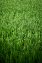 green wheat field