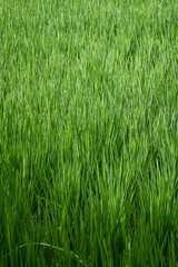 green grass background