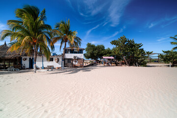 Palm trees on a paradise island. Margarita Island, Venezuela.	
