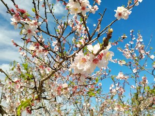 Almond tree blossoms in spring 