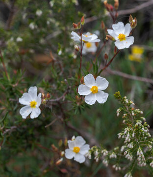White flowers of Halimium umbellatum in bloom, with yellow centers, growing naturally in a Mediterranean shrubland habitat. Photo taken in Canencia, Spain