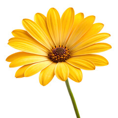 Obraz premium Vibrant yellow daisy flower with delicate petals and a detailed center isolated on transparent background