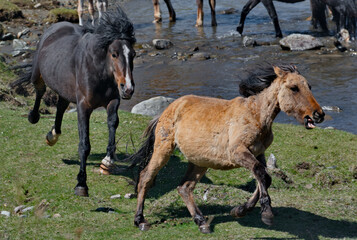 Russia. The South of Western Siberia, the Altai Mountains. A black stallion chases another stallion...