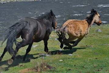 Russia. The South of Western Siberia, the Altai Mountains. A black stallion chases another stallion...