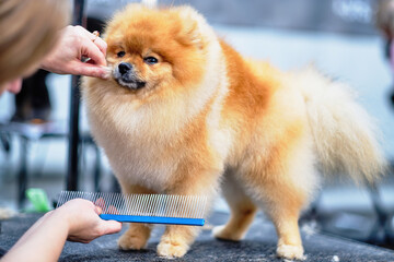 Grooming a pomeranian dog with a comb. The concept of timely care of the animal's hair, the fight...