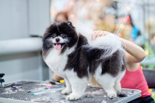 The Pomeranian dog is white and black on the grooming table. Sheared wool on the table. Spitz grooming