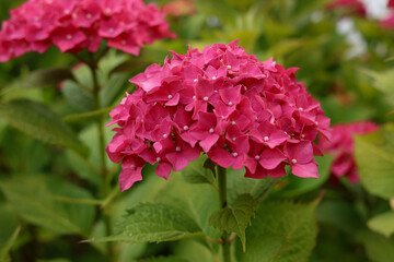 Pink hydrangea flower in garden bloom with blurry hydrangea flowers background in winter morning.