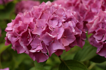 Pink hydrangea flower in garden bloom with blurry hydrangea flowers background in winter morning.