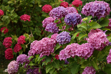 Pink hydrangea flower in garden bloom with blurry hydrangea flowers background in winter morning.