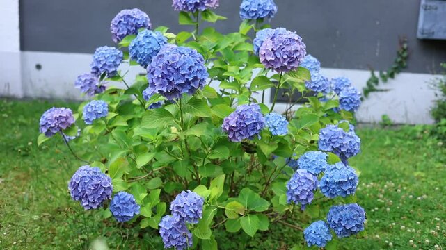 detail of a blue Hydrangea or hortensia flowers (Hydrangea Macrophylla) with blurred background