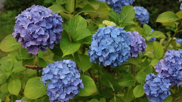 detail of a blue Hydrangea or hortensia flowers (Hydrangea Macrophylla) with blurred background