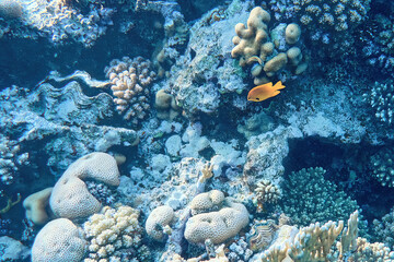Underwater world through human eyes