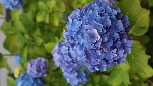 detail of a blue Hydrangea or hortensia flowers (Hydrangea Macrophylla) with blurred background