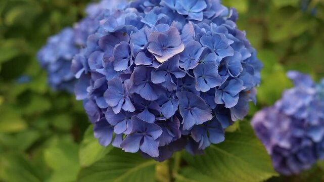 detail of a blue Hydrangea or hortensia flowers (Hydrangea Macrophylla) with blurred background