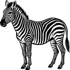 Striped Zebra Illustration Black and White Vector Graphic of a Majestic Zebra