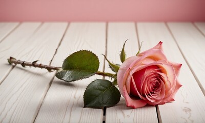 Peach colored rose lying on white rustic wooden planks with pink background, ideal for romantic concepts