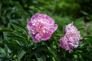 peony flower