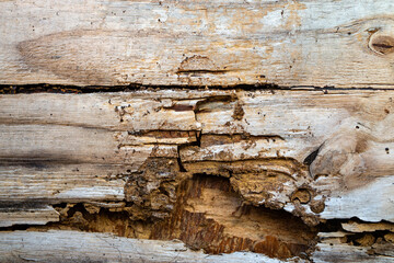 Termite nests found in rotten wood. Wood decay caused by termites activity. A termite invasion in...