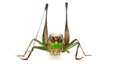 Bush Cricket, Eupholidoptera chabrieri female isolated on white, side view	