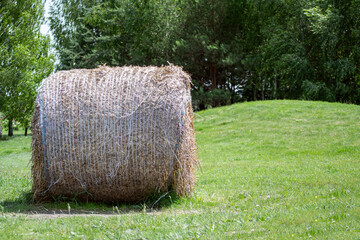 hay bale in the field