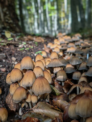 A dense group of ink cap mushrooms (Coprinellus or Coprinopsis) thriving on rich forest ground.