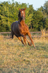 kraftvoller aber entspannter Tagesanfang mit Blickkontakt: Aufgalopp in der goldenen Morgensonne...