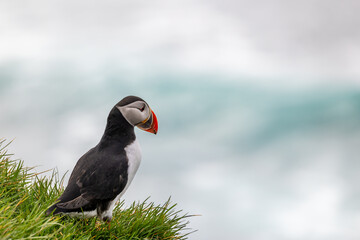 Puffins at Latrabjarg with copy space