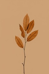 Minimal Dried Leaf Botanical Art

