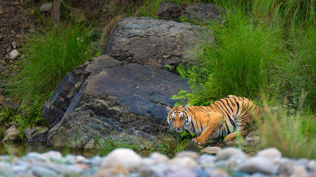 Bengal tiger rests alert beside rocks and tall grass in Dhikala zone, Jim Corbett National Park. Captured in wild habitat, showcasing big cat behavior and Indian jungle wildlife. - Powered by Adobe