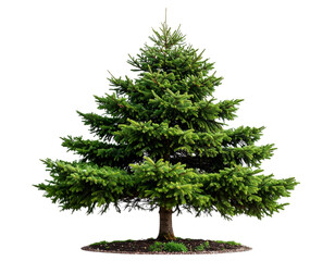 Evergreen pine tree with a conical shape isolated on a solid transparent background.