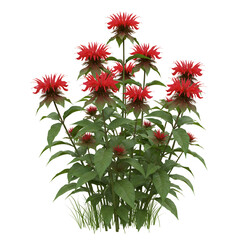 Bee Balm Plant with Red Edible Tufts and Mint-Like Leaves